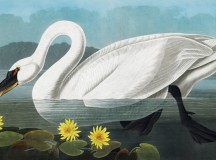 John James Audubon The Birds of America