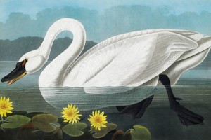 John James Audubon The Birds of America