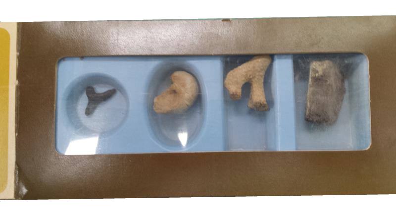 Chivers Jellies Prehistoric Fossil Collection fossils